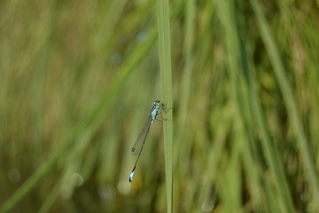 dragonfly on the grass