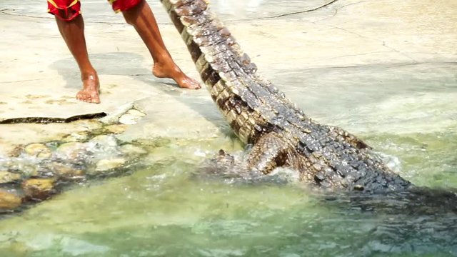 Crocodiles in concrete pools on the farm