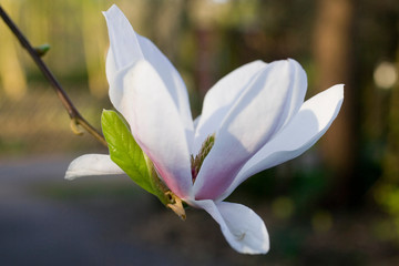 Geöffnete Magnolienblüte