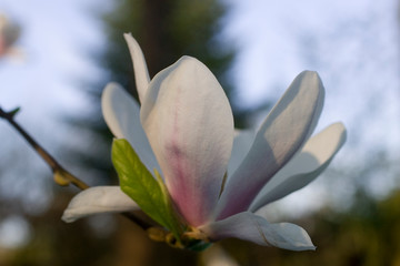 Geöffnete Magnolienblüte im Garten
