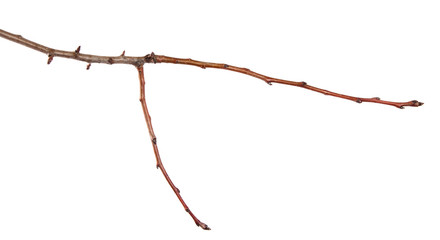 dry cracked pear tree branch. isolated on white background