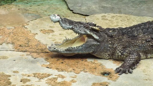 Big Crocodile Opens Mouth