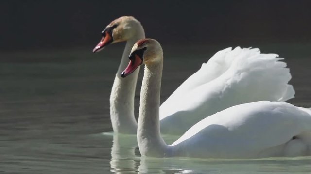 A pair of white swans swims along the lake.