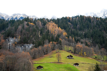 秋のベルナー・オーバーラント　ラウターブルンネンの牧草地（スイス・ベルン州）