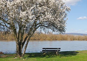 Obraz premium Baum und Ruhebank