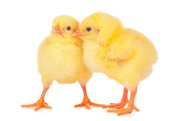 chicks in front of white background.