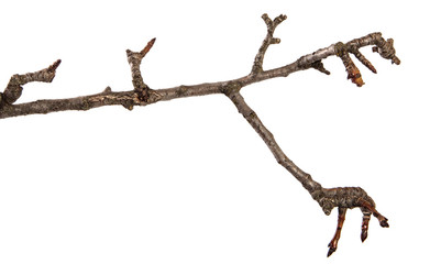 dry cracked pear tree branch. isolated on white background