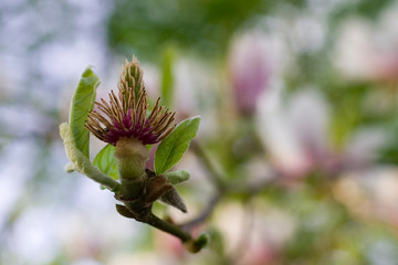 Verblühte Magnolienblüte