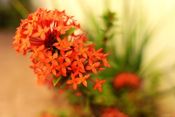 red flower in the garden