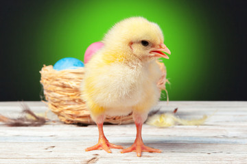 chick with easter eggs on wooden table