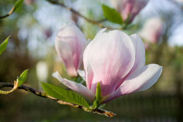 Magnolienblüten am Baum