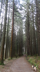 path in the forest with dog