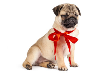 Pug dog isolated on a white background