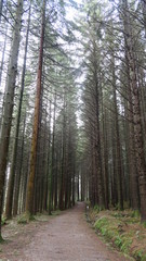 Obraz premium path in the forest