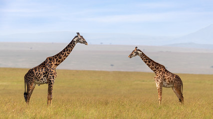 Male and female giraffe in the Masai Mara