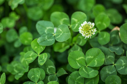 Three leaves clover with clover flowres background. Macro. Close-up. Detail. Wallpaper. Pattern