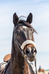 Fototapeta premium Portrait of horse