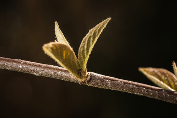 erste Blatt Knospe im Frühling