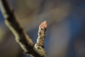 erste Knospen im Frühling