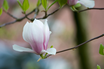 Magnolienblüte an einem Ast