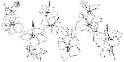 Vector Hibiscus floral botanical flower. Black and white engraved ink art. Isolated hibiscus illustration element. © yanushkov