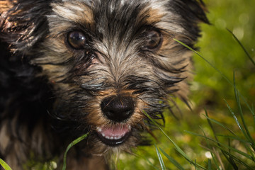 Yorkshire Terrier Welpe lächelt