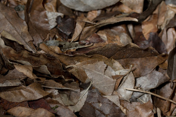 trockenes Laub