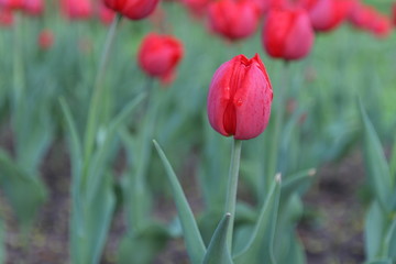 Tulips in the spring garden