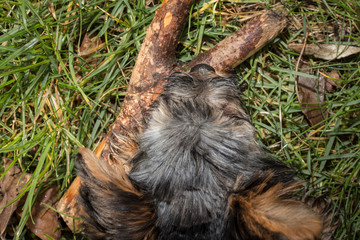 Obraz premium Hund Holz Stöckchen spielen Symbol