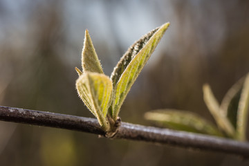 zarte Blätter einer Knospe im Frühling
