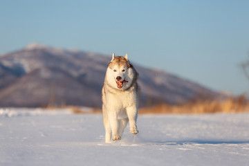 Crazy, happy and cute beige and white dog breed siberian husk running on the snow in the winter field.