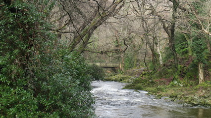 river in forest