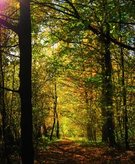 the beautiful autumn forest in bright yellow colors