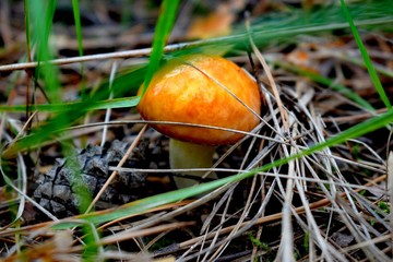 Suillus is a genus of basidiomycete fungi in the family Suillaceae and order Boletales