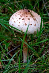 Raincoat (Lycoperdon) - the genus of fungi of the family Champignon