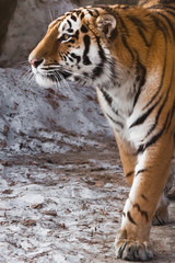 Tiger closeup, proud face and front paws. The powerful and beautiful big cat Amur tiger goes on snow