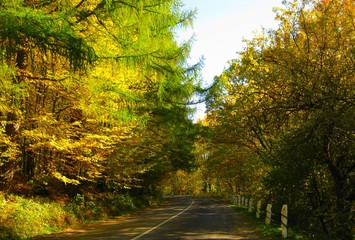 Fototapeta premium the beautiful autumn forest in bright yellow colors