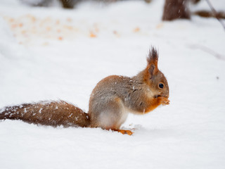 Ginger squirrel sits on snow in the winter forest. Curious rodent eating a nut.