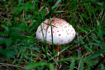 Raincoat (Lycoperdon) - the genus of fungi of the family Champignon
