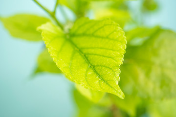 Green yellow elder leaf at garden