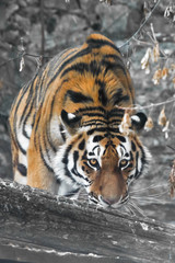 A tiger on a fallen tree against the backdrop of autumn wilted plants, a tiger sniffs and looks at you.