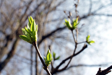 Spring orchard tree blooms. Spring time the orchards are blooming. Cover photo wallpaper of blossoms. Sunlight and tree blooming. Spring Background. Tree blossom. 