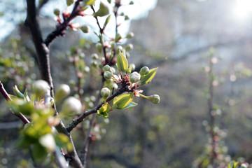 Spring orchard tree blooms. Spring time the orchards are blooming. Cover photo wallpaper of blossoms. Sunlight and tree blooming. Spring Background. Tree blossom. 