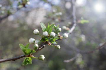 Spring orchard tree blooms. Spring time the orchards are blooming. Cover photo wallpaper of blossoms. Sunlight and tree blooming. Spring Background. Tree blossom. 