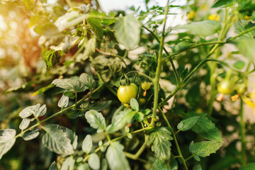Close up of green tomato in garden.