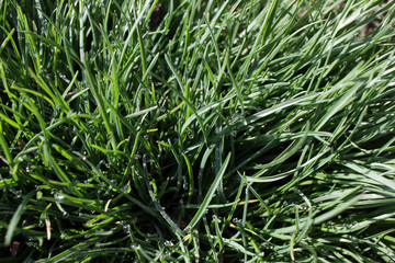 Green spring grass with water drops. Fresh green grass on sunlight. Grass background texture. Natural grass. 