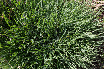 Green spring grass with water drops. Fresh green grass on sunlight. Grass background texture. Natural grass. 