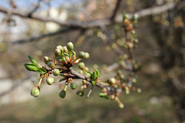 Spring orchard tree blooms. Spring time the orchards are blooming. Cover photo wallpaper of blossoms. Sunlight and tree blooming. Spring Background. Tree blossom. 