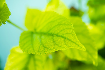 Fototapeta na wymiar Green yellow elder leaf at garden