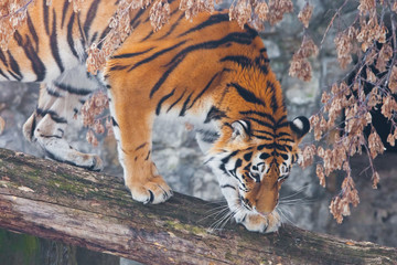 A beautiful and strong tiger in close-up. A tiger on a fallen tree against the backdrop of autumn wilted plants, the tiger is about to jump, the beautiful hair of a big wild cat